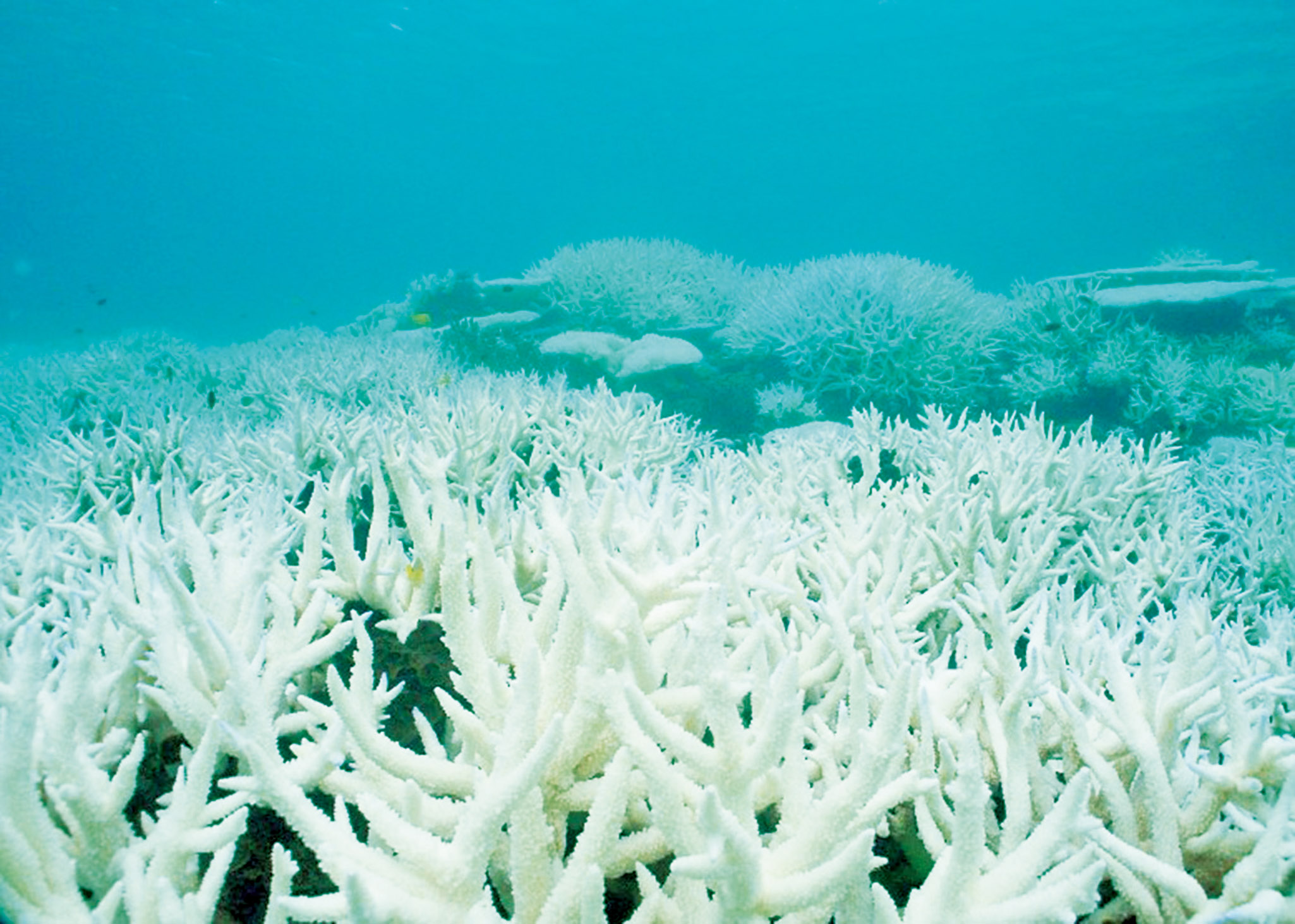 大堡礁北面67%珊瑚死亡