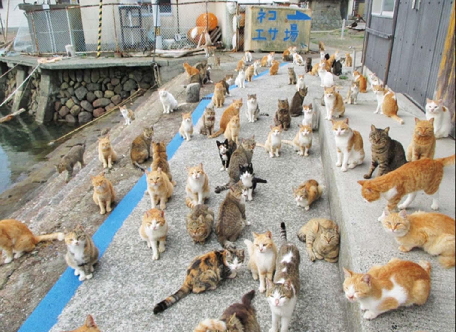 愛心貓糧逼爆倉庫