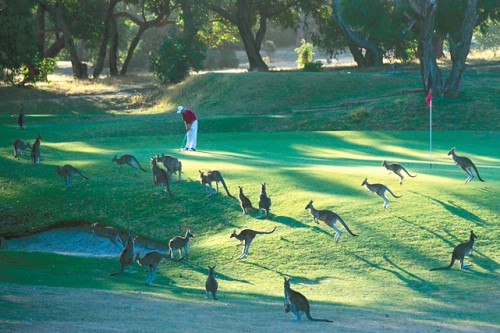 ​300隻袋鼠闖入高爾夫球場