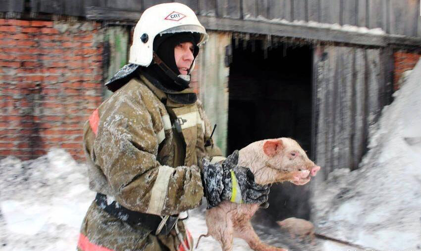 消防員勇救150隻豬