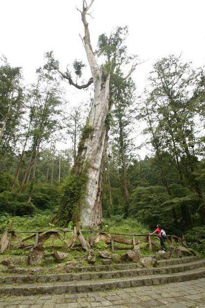 台2,800年神木倒塌遊客被壓傷