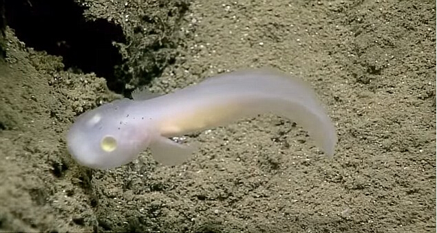 專家2,500米深海發現「鬼魚」