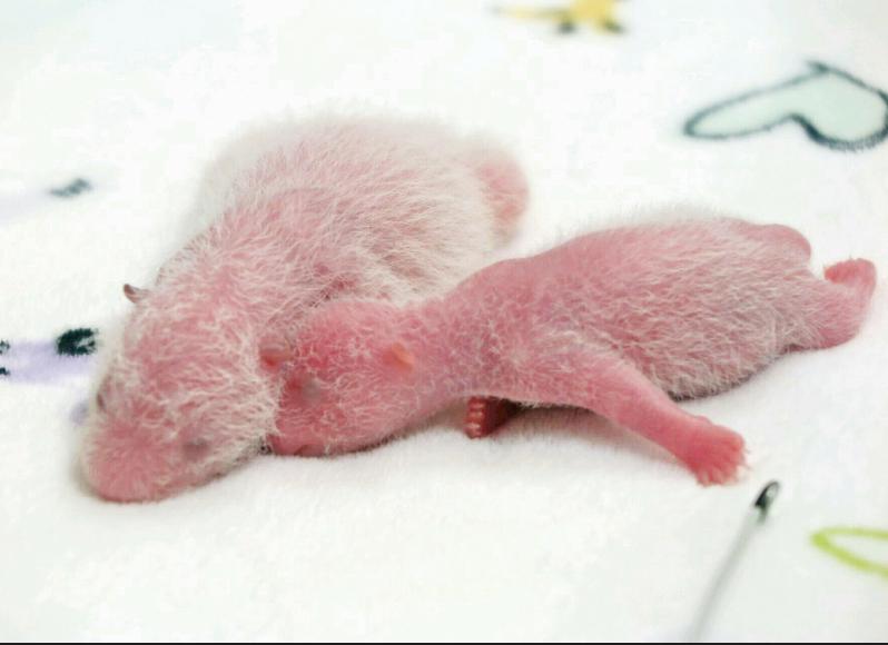 記錄國寶在澳誕生珍貴一刻