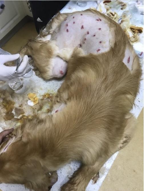 愛犬被打致「千瘡百孔」