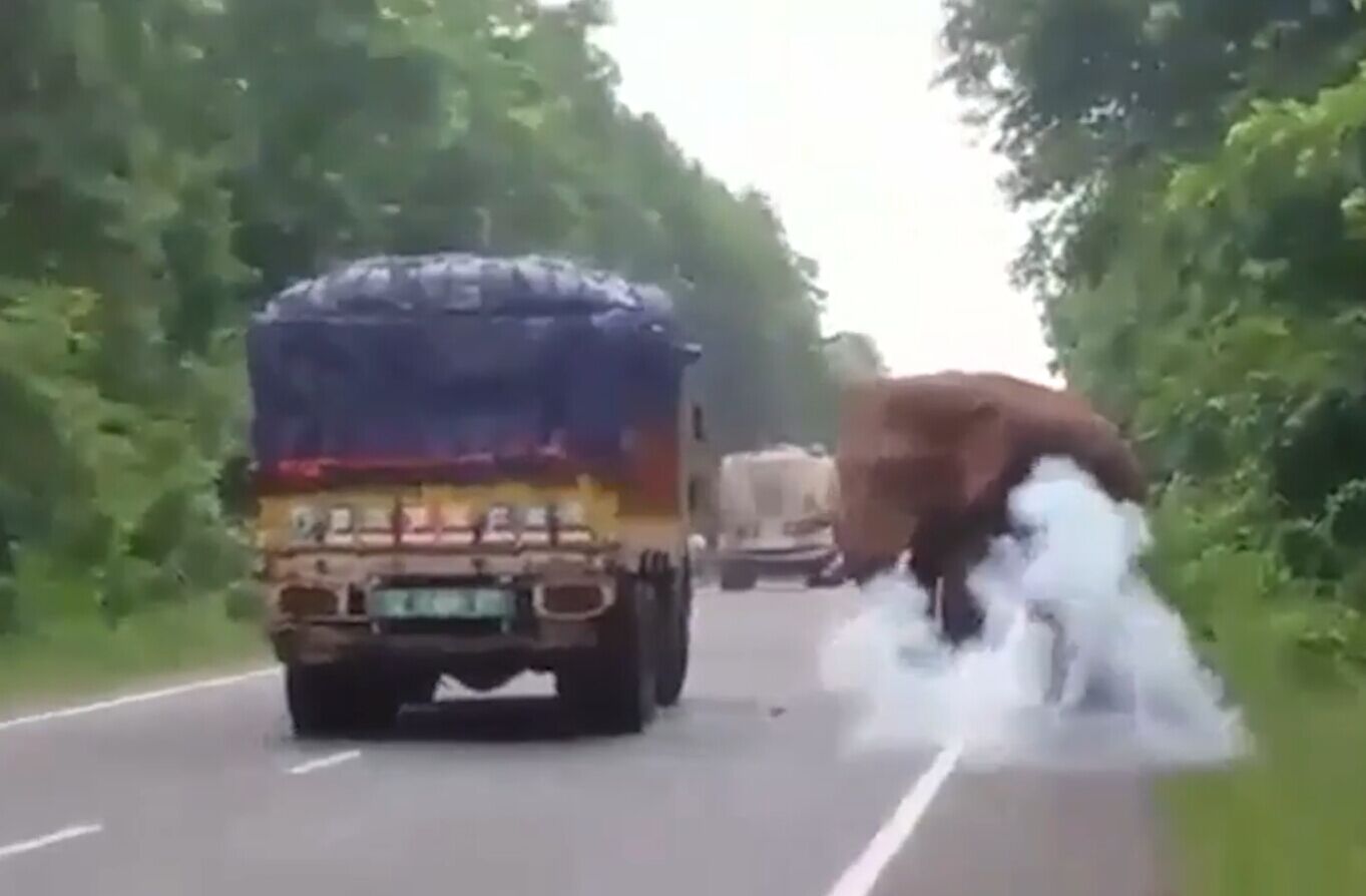 印度每日有人命喪大象腳下