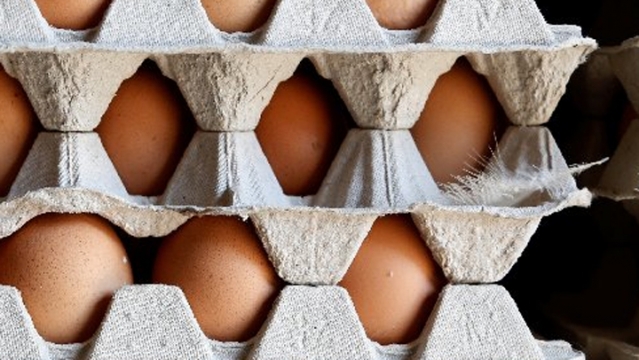 荷蘭被指大半年前已知悉毒雞蛋