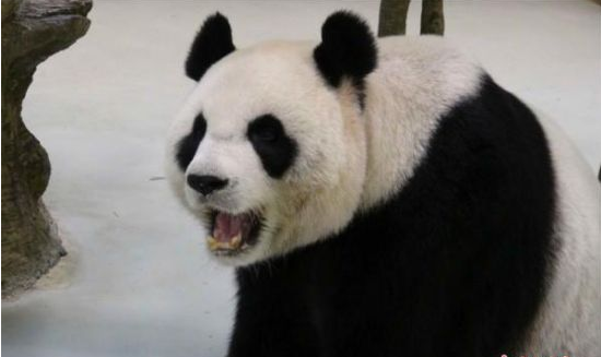 台灣大熊貓圓圓未能成功懷孕