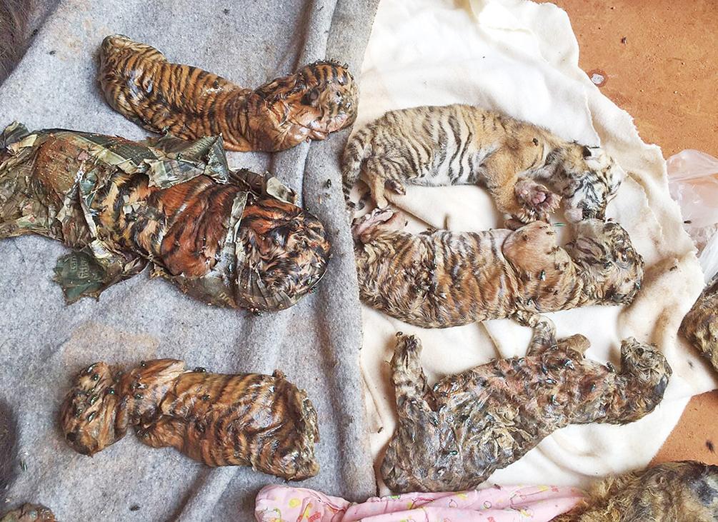 冰櫃藏40幼虎獅體