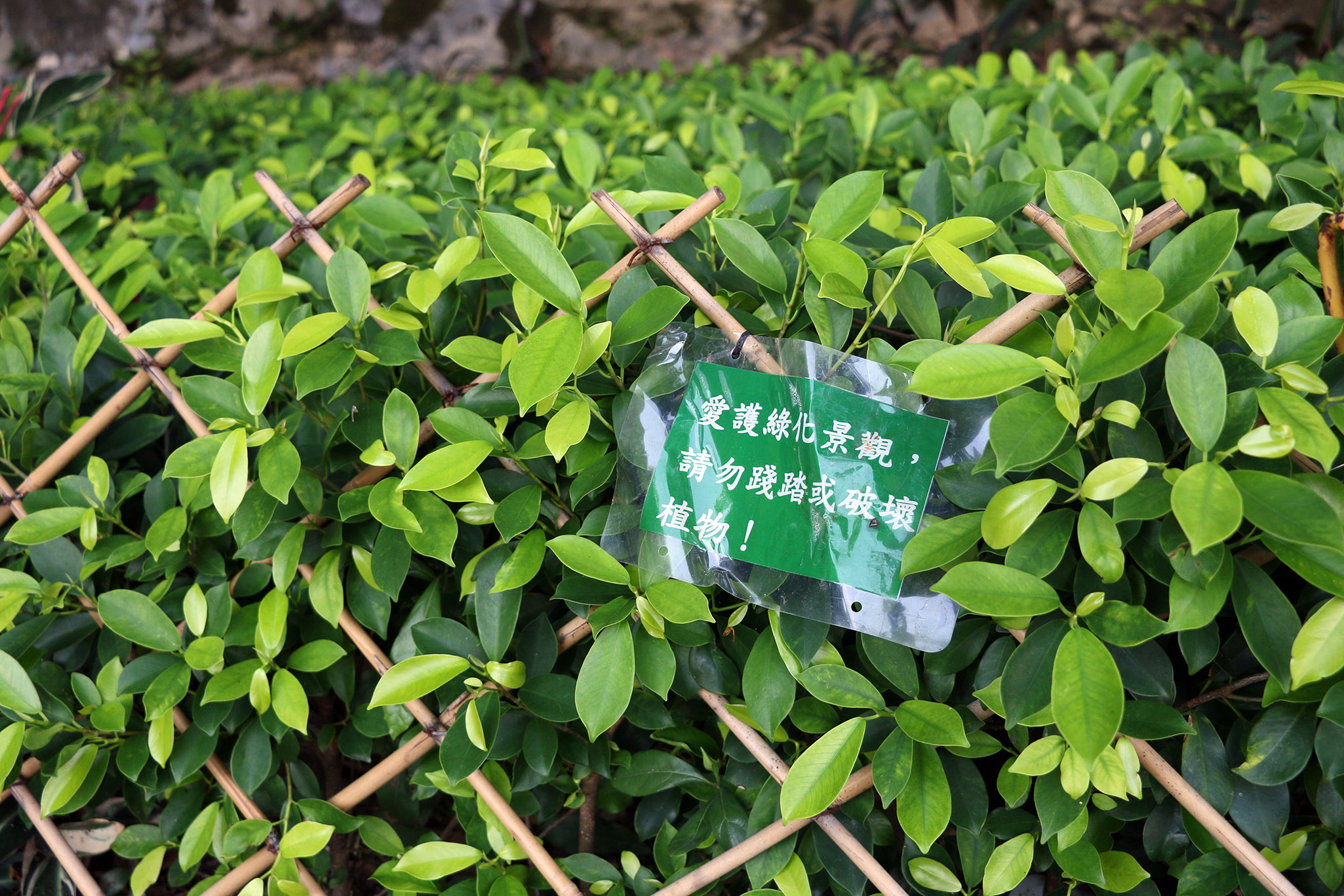 網紅余一鳴三顧檢察院