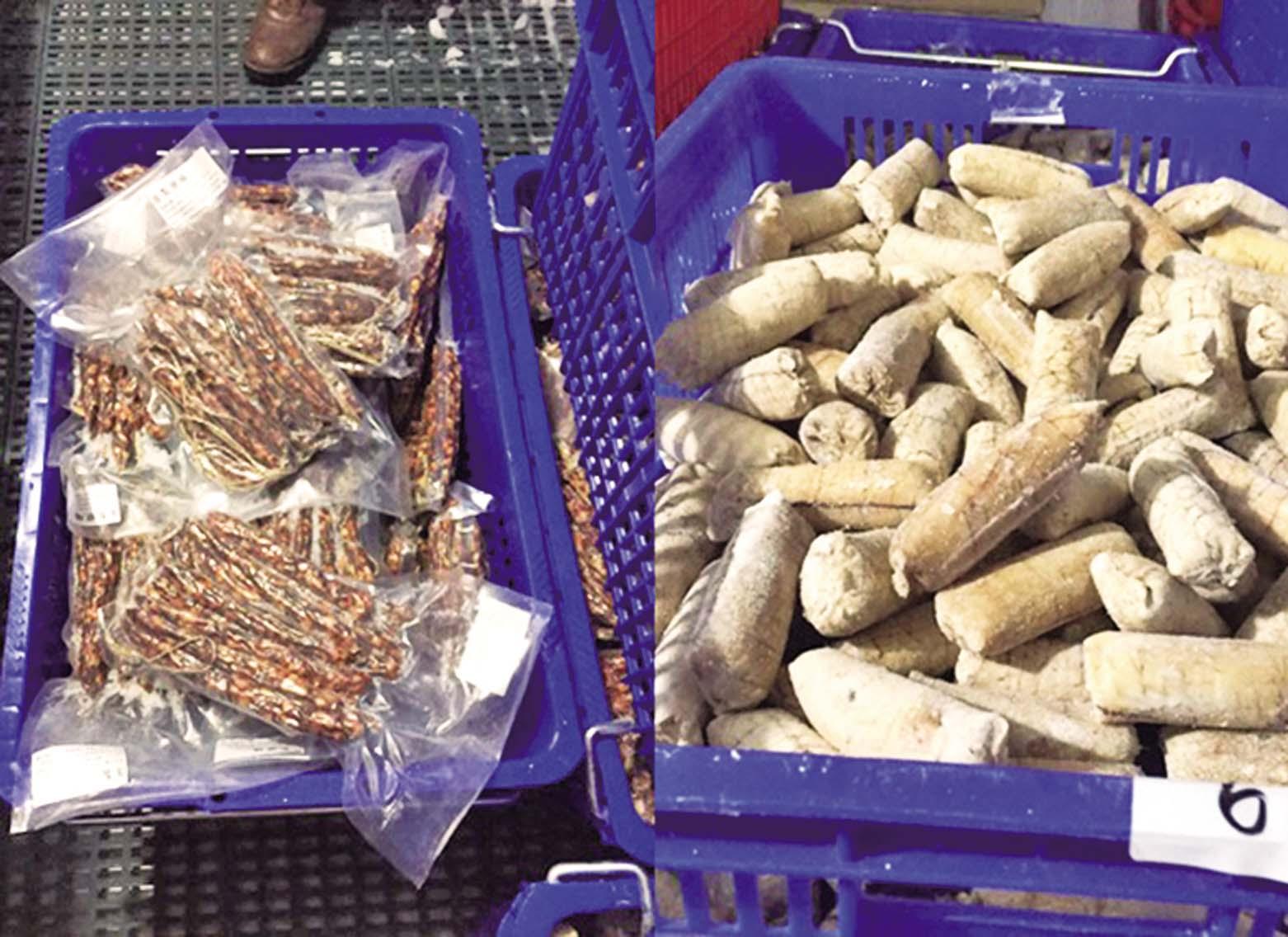 台南過期豬肉魚卵