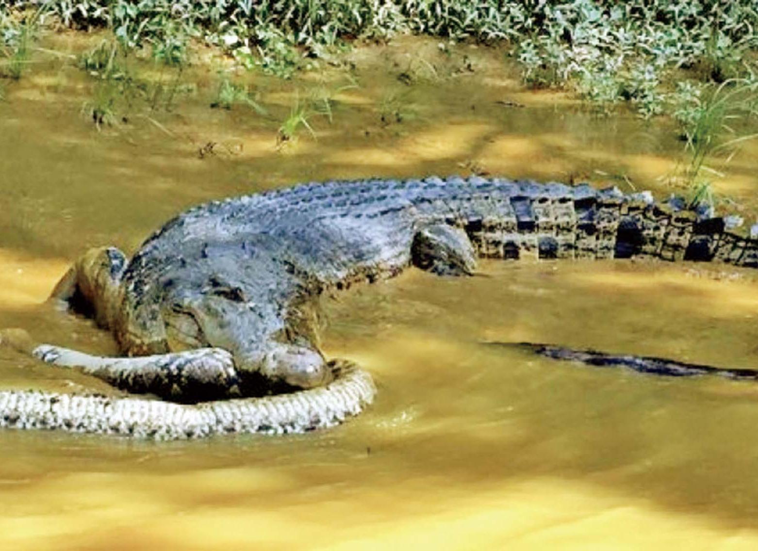 疑被鱷魚叼走