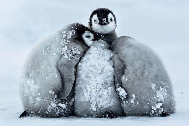 怕凍皇帝企鵝攬埋一舊擋暴風雪