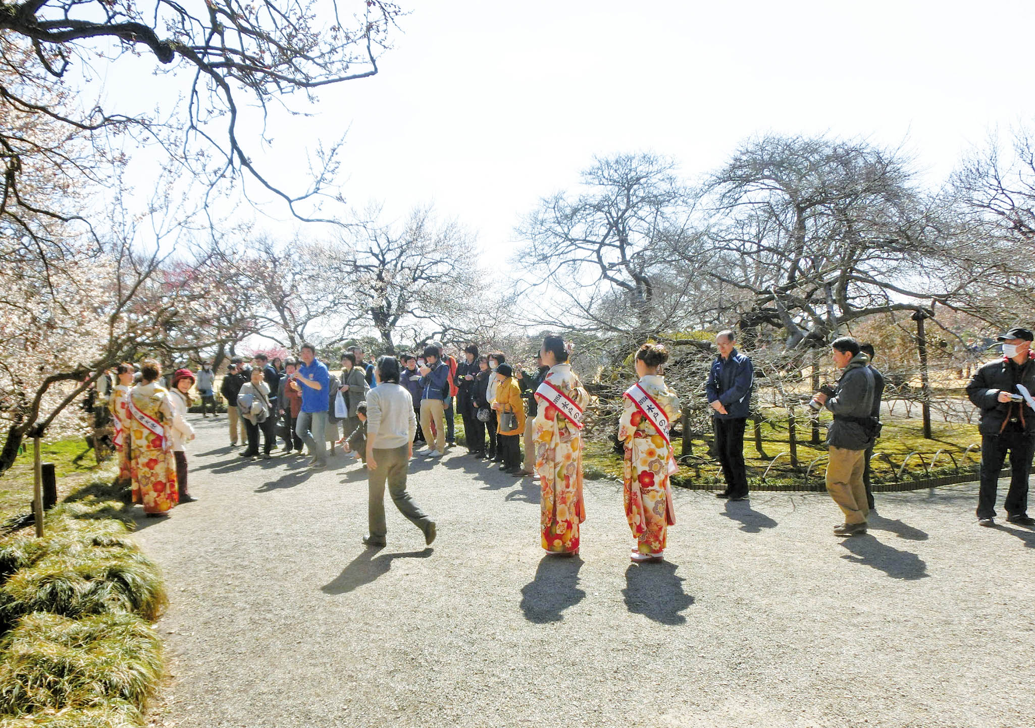 水戶梅花祭開催