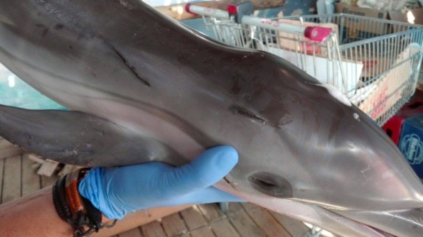 西班牙海豚BB疑遭泳客「玩死」