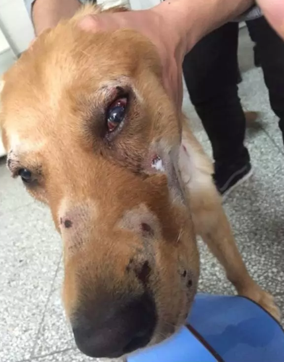 愛犬被打致「千瘡百孔」