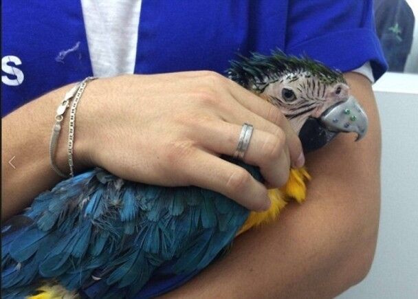 巴西獸醫全球首製人工鳥嘴