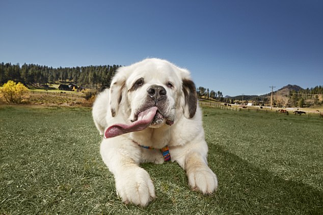 美狗狗擁逾七寸舌 破世界紀錄