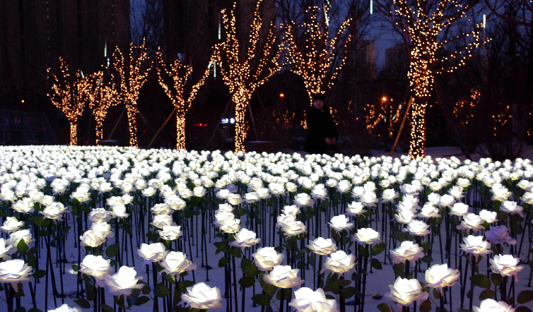 瀋陽街頭亮9,999朵白色玫瑰燈