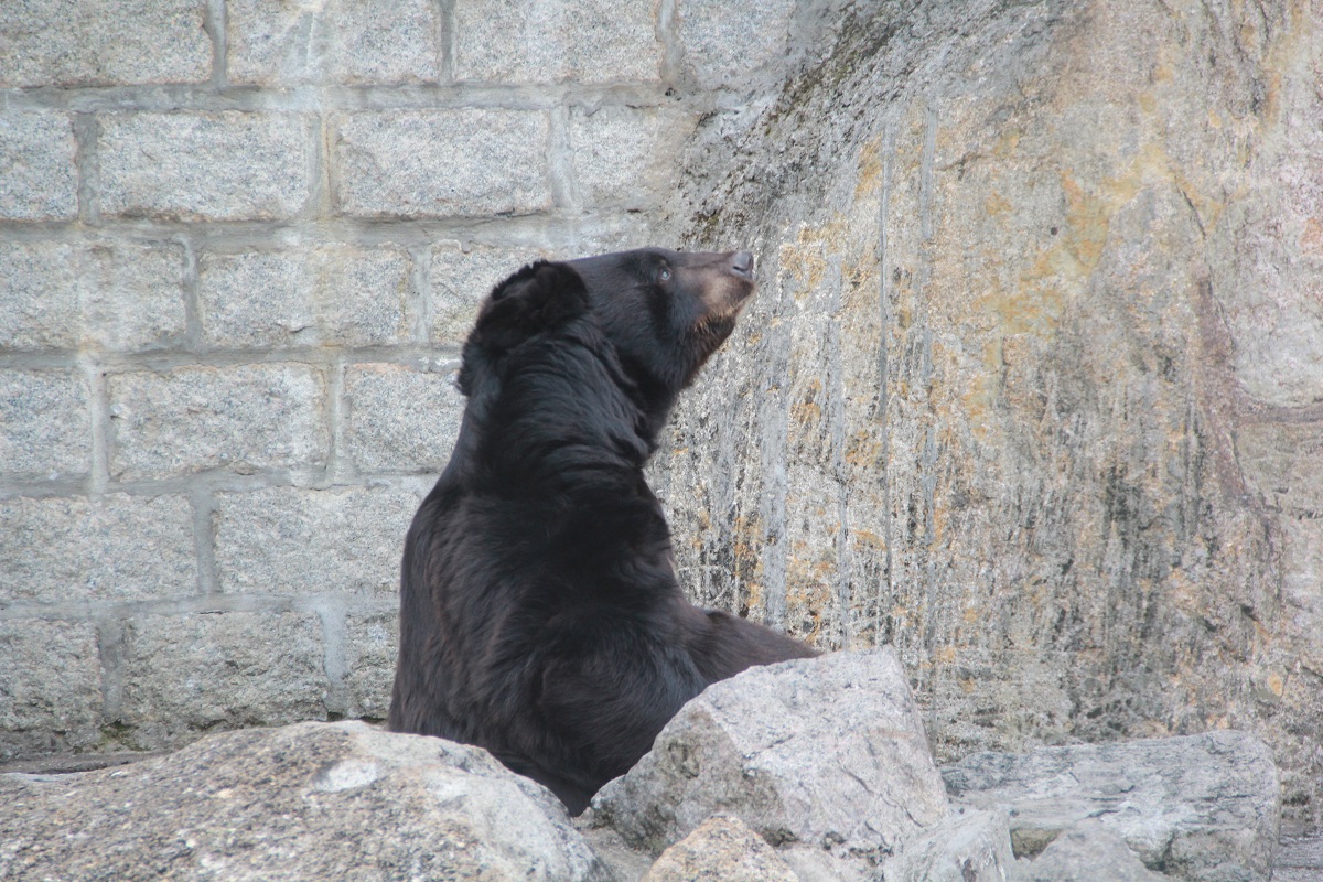 黑熊BOBO被迫遷？