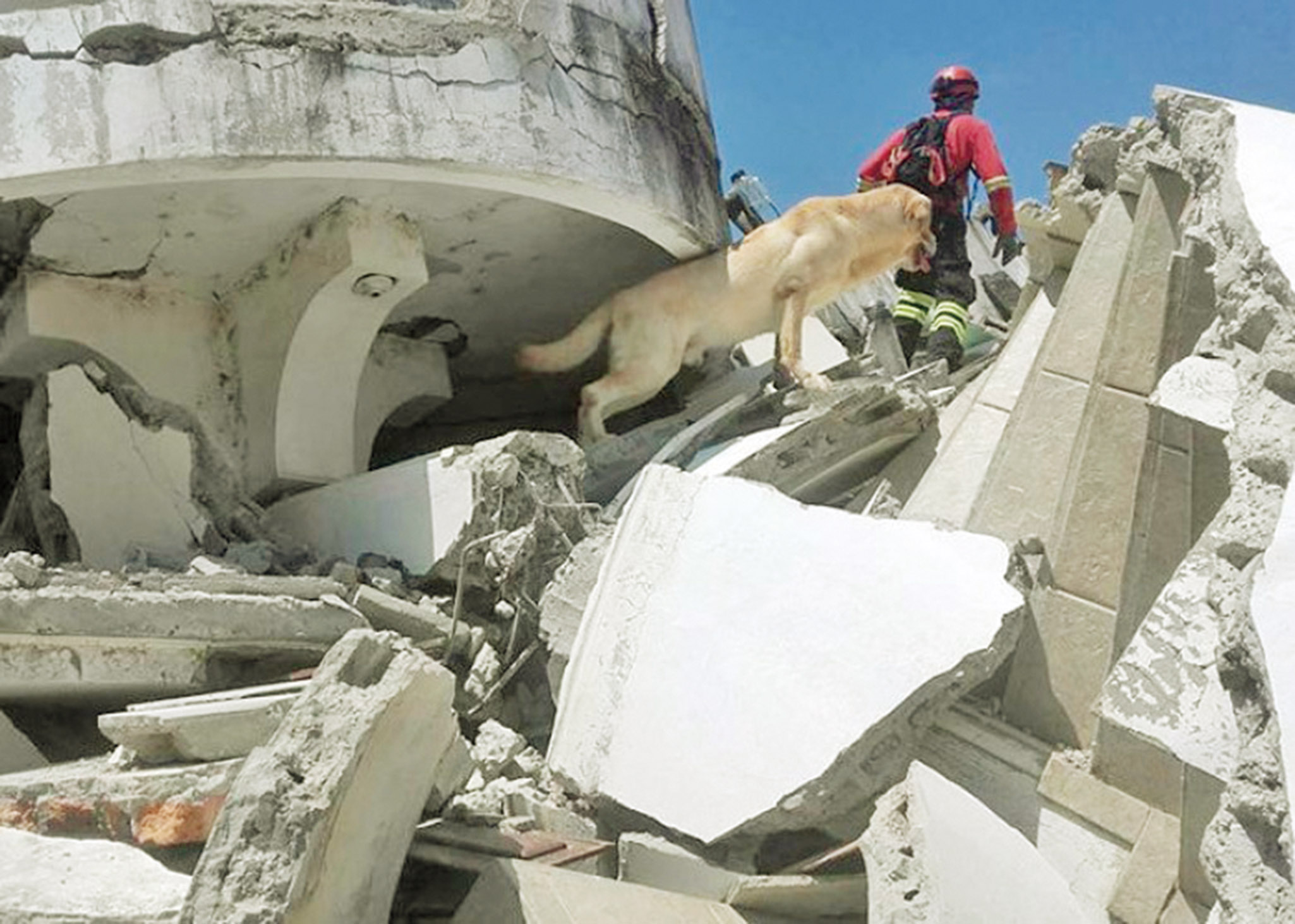 厄瓜多爾搜救犬殉職