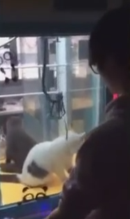 貓咪驚恐：唔好夾我