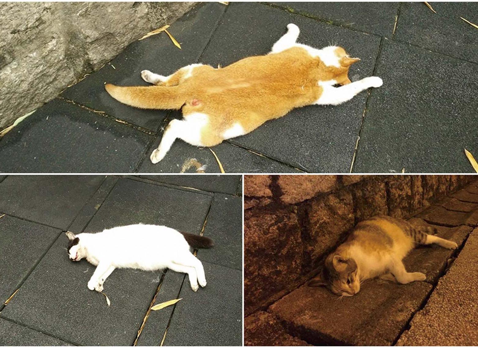 虐畜罪最高刑罰監禁一年