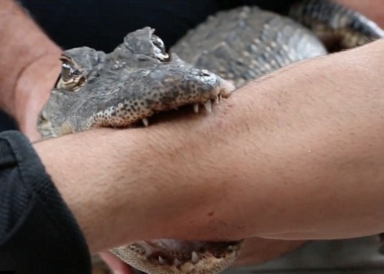 美動物專家畀手臂鱷魚咬