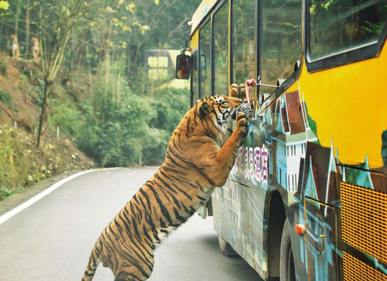 重慶噱頭投食車