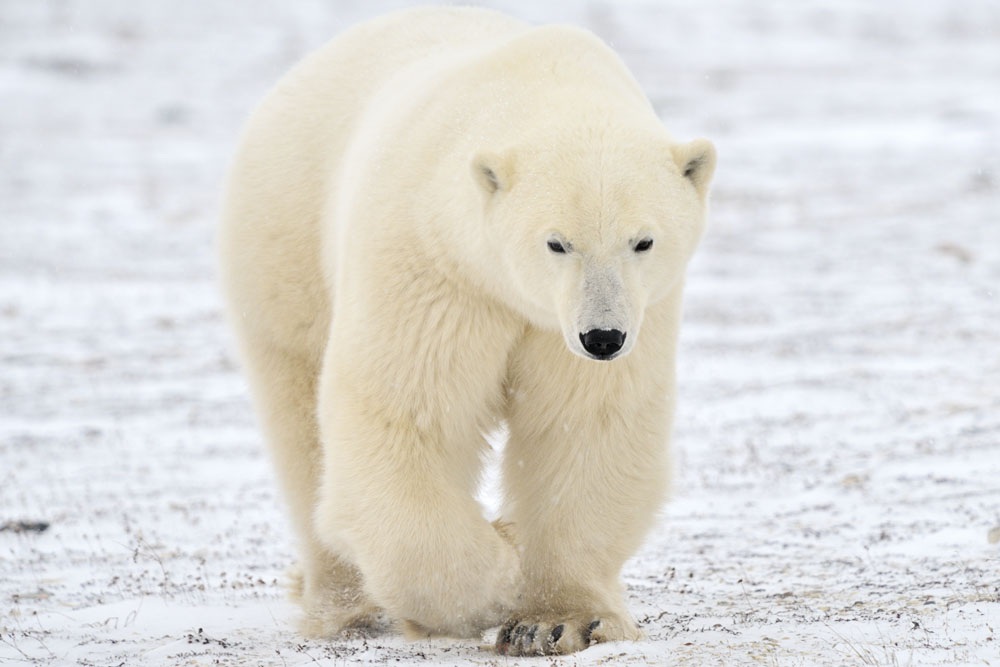 北極熊數量35年內或減三成