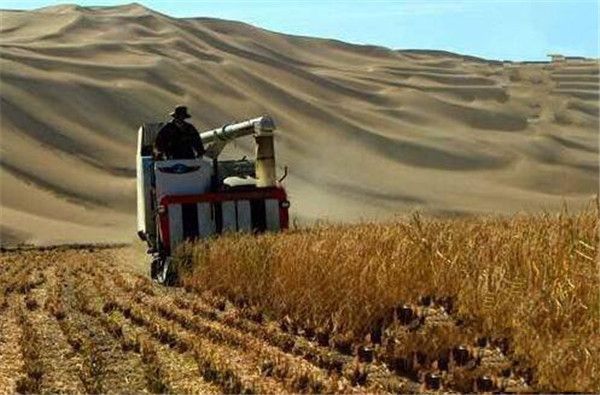 內地團隊沙漠種植水稻成功