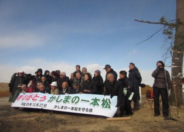 福島「一棵松」枯萎被砍