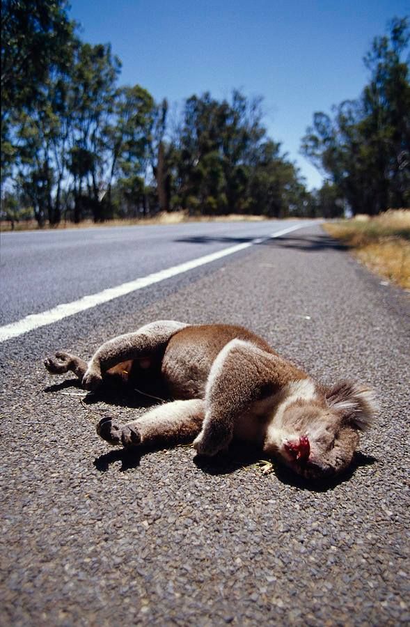 澳昆士蘭擬徵收「樹熊稅」