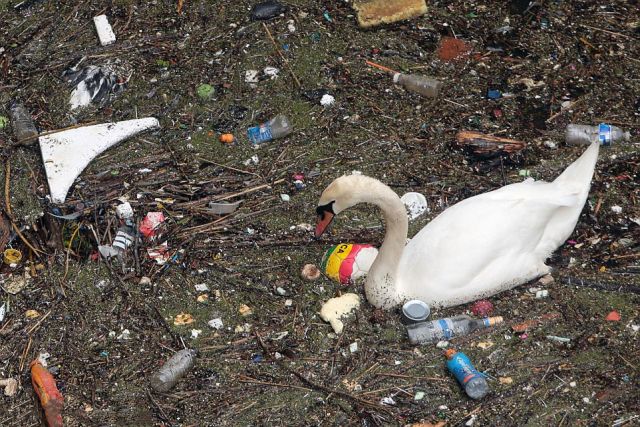 天鵝垃圾堆中掙扎覓食