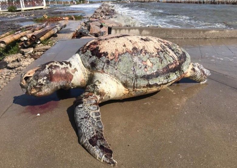 70公斤海龜滿肚膠袋慘死泰沙灘