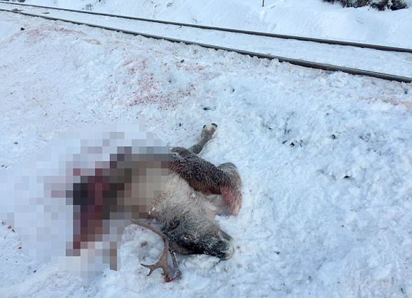 挪威火車三日內撞死逾百隻馴鹿
