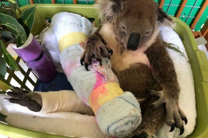 澳洲獸醫用針灸術治癒樹熊