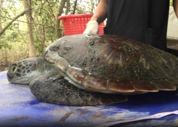 瀕危綠海龜滿肚塑膠垃圾命喪泰國