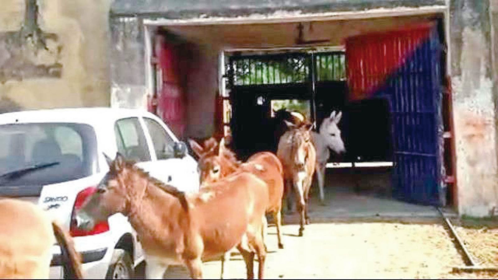 印度八頭驢鎯鐺入獄