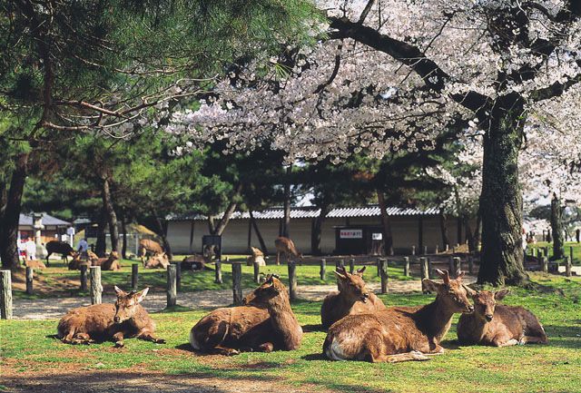 日奈良公園今年首隻鹿BB出世