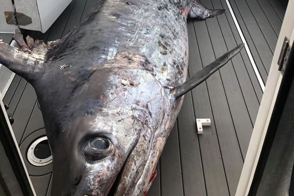 澳洲漁民捕獲436公斤重劍魚
