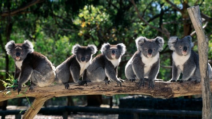 澳昆士蘭擬徵收「樹熊稅」