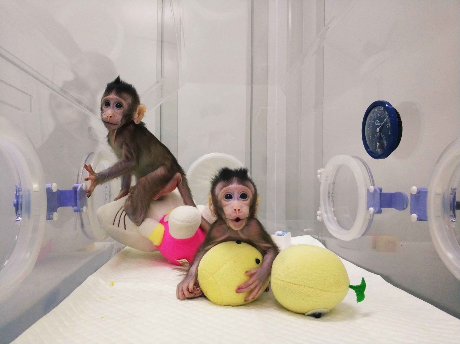 中國誕首例體細胞複製猴