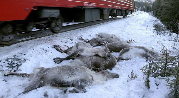 挪威火車三日內撞死逾百隻馴鹿