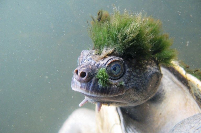 列澳洲「punk頭」隱龜為瀕危動物