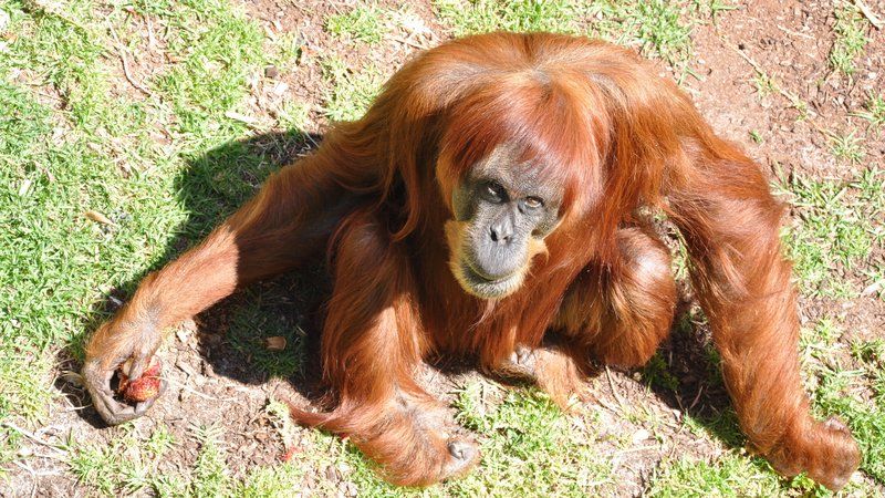 【全球最老】62歲蘇門答臘猩猩逝世