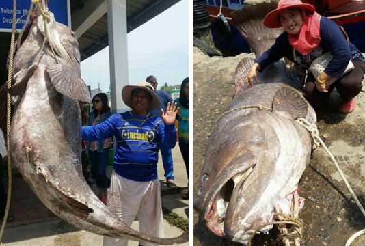 泰男再釣198公斤巨石斑魚