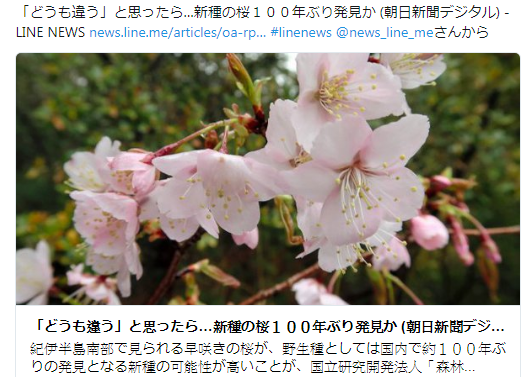 日本發現疑似新品種櫻花