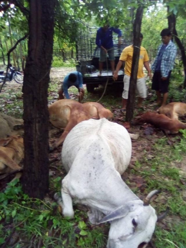 泰國牛主損失十萬