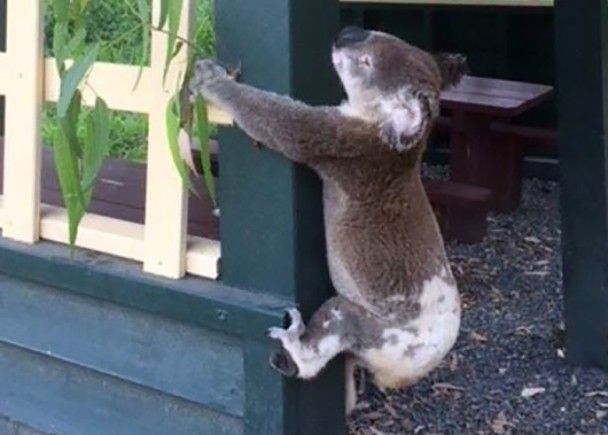 變態！澳洲樹熊慘被螺絲釘柱虐殺