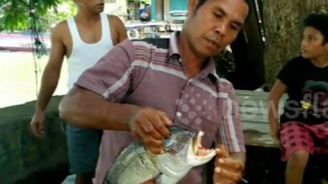 ​驚！印尼現詭異「人齒魚」